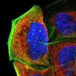 APBB3 Polyclonal Antibody