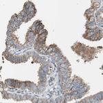 PCSK4 Antibody in Immunohistochemistry (Paraffin) (IHC (P))