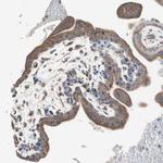 PCSK4 Antibody in Immunohistochemistry (Paraffin) (IHC (P))