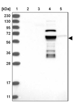 ZNF490 Antibody in Western Blot (WB)
