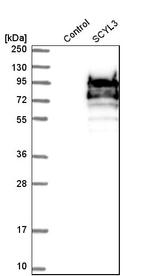 SCYL3 Antibody in Western Blot (WB)