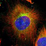 UBAC1 Polyclonal Antibody