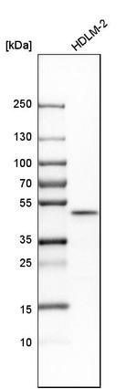 UBAC1 Antibody in Western Blot (WB)