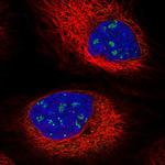 BCAM Polyclonal Antibody