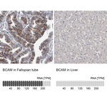 BCAM Antibody in Immunohistochemistry (Paraffin) (IHC (P))