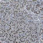 TM9SF2 Polyclonal Antibody