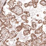 TRIM21 Antibody in Immunohistochemistry (IHC)