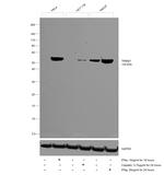 TRIM21 Antibody in Western Blot (WB)
