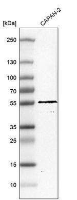 TRIM21 Antibody in Western Blot (WB)