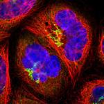 SEC16A Polyclonal Antibody