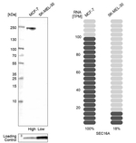 SEC16A Antibody in Western Blot (WB)