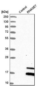 RNASE7 Antibody in Western Blot (WB)