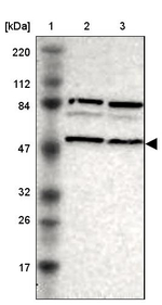 SNX4 Antibody in Western Blot (WB)