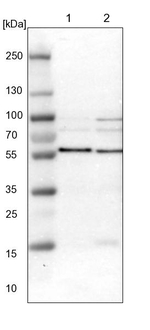SNX4 Antibody in Western Blot (WB)