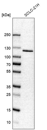 USP33 Antibody in Western Blot (WB)