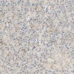 SELENBP1 Antibody in Immunohistochemistry (IHC)