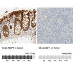 SELENBP1 Antibody
