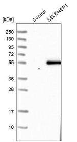 SELENBP1 Antibody in Western Blot (WB)