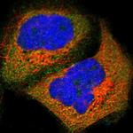 N-WASP Antibody in Immunocytochemistry (ICC/IF)