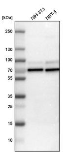 N-WASP Antibody in Western Blot (WB)