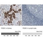 PDZK1 Antibody