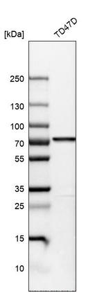 PDZK1 Antibody in Western Blot (WB)