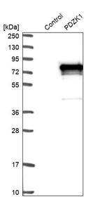 PDZK1 Antibody in Western Blot (WB)