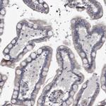 ARMX2 Antibody in Immunohistochemistry (IHC)