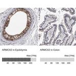 ARMX2 Antibody