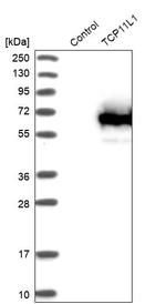 TCP11L1 Antibody in Western Blot (WB)