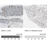 GRHL1 Antibody in Immunohistochemistry (Paraffin) (IHC (P))
