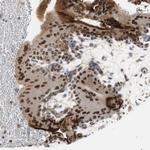 GRHL1 Antibody in Immunohistochemistry (Paraffin) (IHC (P))