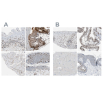 GRHL1 Antibody in Immunohistochemistry (Paraffin) (IHC (P))