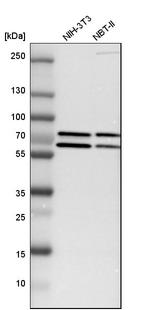 GRHL1 Antibody in Western Blot (WB)