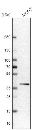 eIF2b beta Antibody in Western Blot (WB)