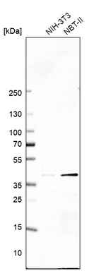 eIF2b beta Antibody in Western Blot (WB)