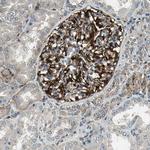 EXD2 Antibody in Immunohistochemistry (Paraffin) (IHC (P))