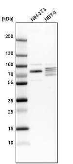 EXD2 Antibody in Western Blot (WB)