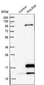 POLR3K Antibody in Western Blot (WB)