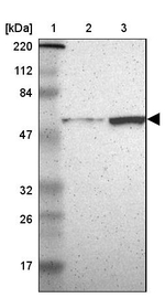 MSTO1 Antibody in Western Blot (WB)