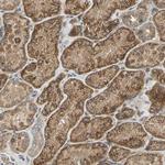 Endomucin Polyclonal Antibody