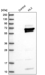 HLX Antibody in Western Blot (WB)