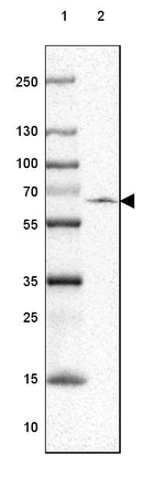 SERC2 Antibody in Western Blot (WB)