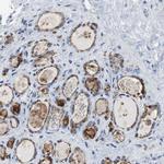LRP2 Antibody in Immunohistochemistry (IHC)