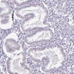 TEX33 Antibody in Immunohistochemistry (Paraffin) (IHC (P))