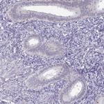 TEX33 Antibody in Immunohistochemistry (IHC)