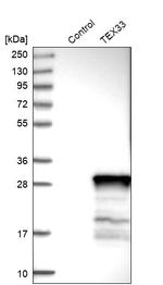 TEX33 Antibody in Western Blot (WB)