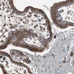 Calumenin Antibody in Immunohistochemistry (Paraffin) (IHC (P))