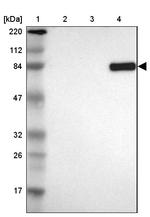 MTIF2 Antibody in Western Blot (WB)