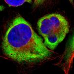 RPL35 Antibody in Immunocytochemistry (ICC/IF)